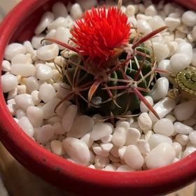 Photo of the plant species Katherine Blood-Lily by @PetSalsa33 named Mollie on Greg, the plant care app