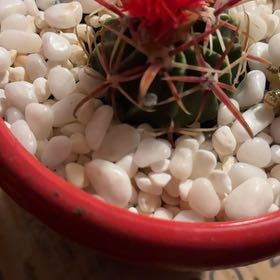Photo of the plant species Brain Cactus by @PetSalsa33 named Delilah on Greg, the plant care app