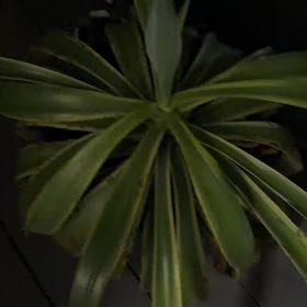 Photo of the plant species Dwarf Agave by @CalmSuriana89 named Maria on Greg, the plant care app