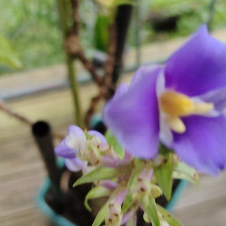 Photo of the plant species Showy Prairie Gentian by @SmileyBluebean named Khaleesi on Greg, the plant care app