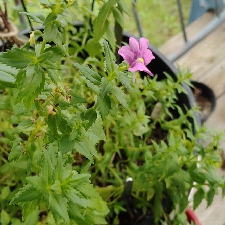 Photo of the plant species Nemesia Fruiticans by @SmileyBluebean named Tolkien on Greg, the plant care app
