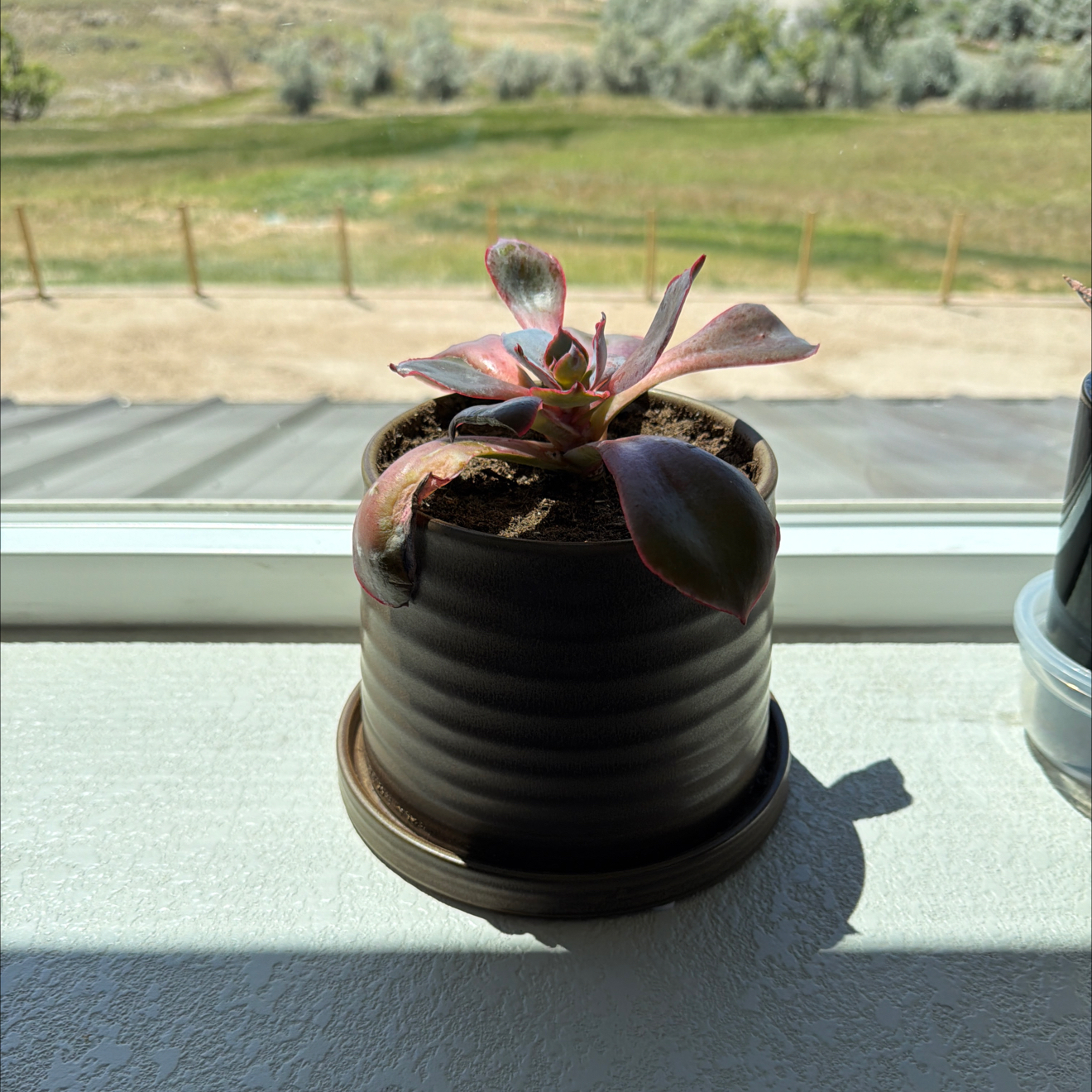 Calypso