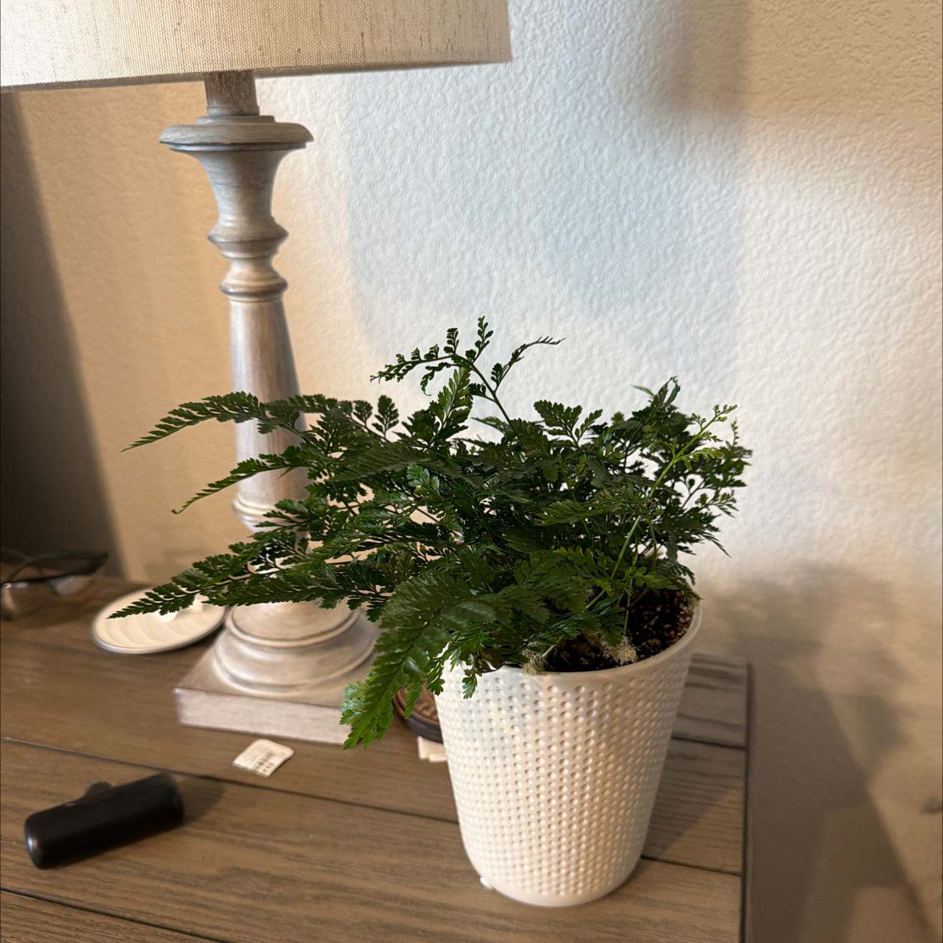 Huckleberry Fern