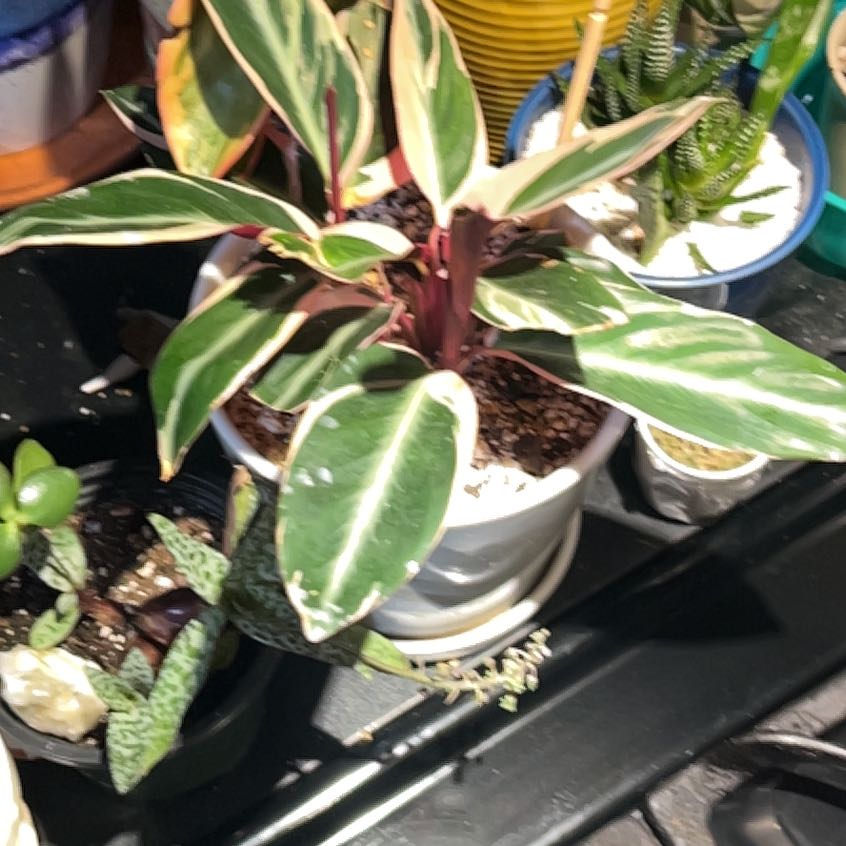 Photo of the plant species Stromanthe sanguinea 'Tricolor' by @FetchingGabisan named Scarlett on Greg, the plant care app
