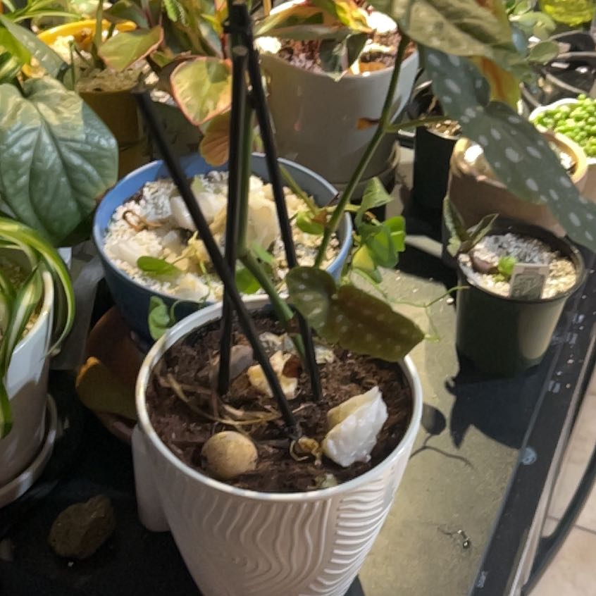 Photo of the plant species Polka Dot Begonia by @FetchingFin401 named Eva on Greg, the plant care app
