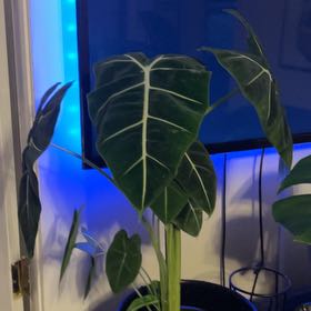 Photo of the plant species Alocasia 'Mythic Frydek' by @FetchingFin401 named Bella on Greg, the plant care app