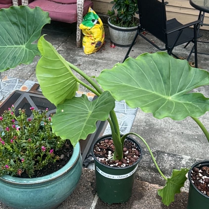 Photo of the plant species Alocasia gagaena 'California' by @FetchingFin401 named da Vinci on Greg, the plant care app