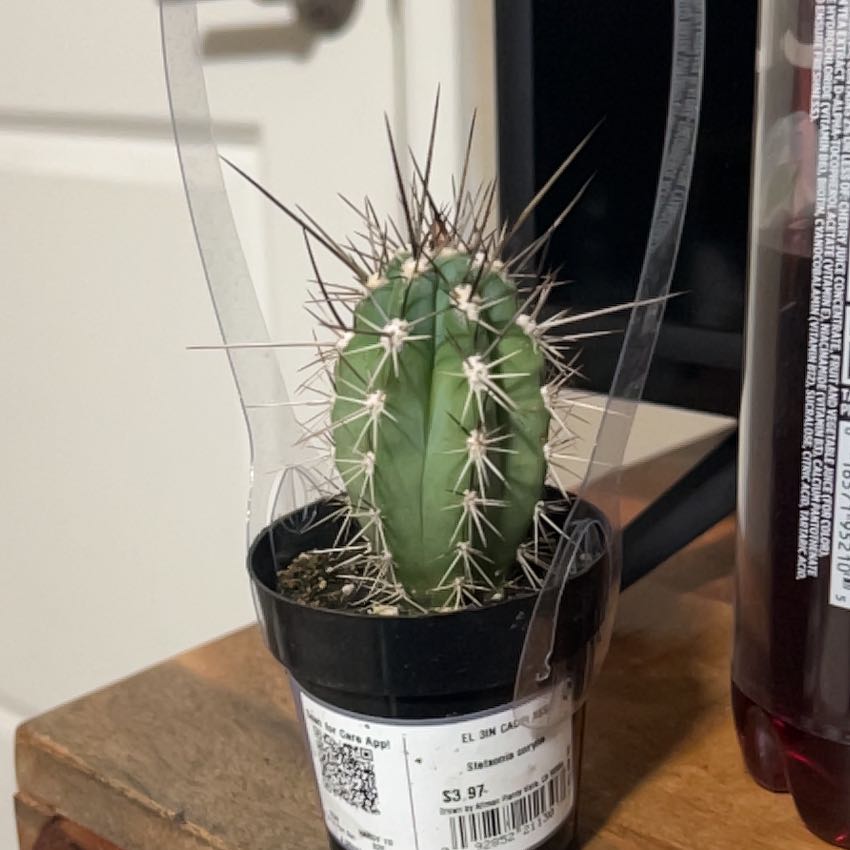 Photo of the plant species Toothpick Cactus by @TopWorm22 named Spike Lee on Greg, the plant care app