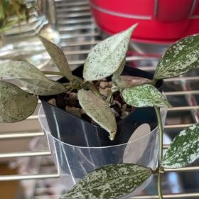 Photo of the plant species Lacunosa Silver Lime by @becksoasis13 named Marley on Greg, the plant care app