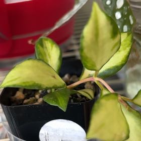 Photo of the plant species Hoya heuschkeliana variegata by @becksoasis13 named Aria on Greg, the plant care app