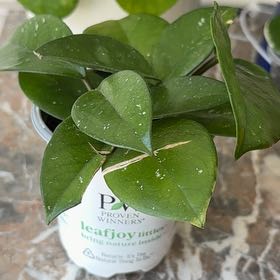 Photo of the plant species Carnosa Freckles Splash by @becksoasis13 named Beebs on Greg, the plant care app