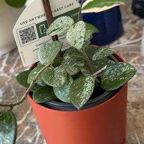Photo of the plant species Hoya 'Mathilde Splash' by @becksoasis13 named Harper on Greg, the plant care app