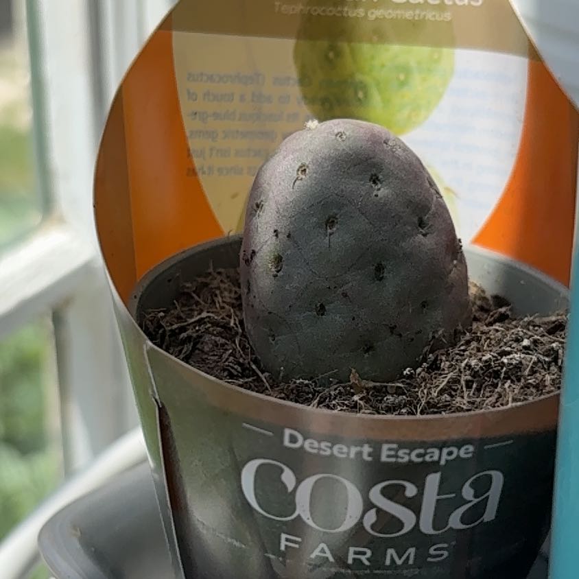 Photo of the plant species dragon egg by @becksoasis13 named Wall-E on Greg, the plant care app