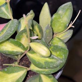 Photo of the plant species hoya burtoniae variegata by @becksoasis13 named Dolores on Greg, the plant care app