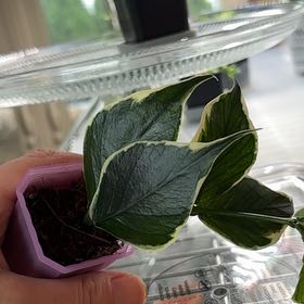 Photo of the plant species Hoya Poly Albo by @becksoasis13 named Mando on Greg, the plant care app