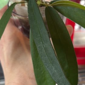 Photo of the plant species Anthurium Wendlingeri by @becksoasis13 named Ronaldo on Greg, the plant care app