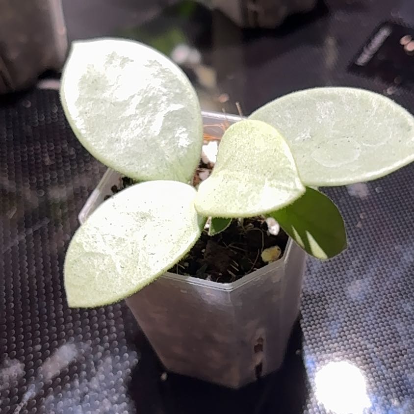 Photo of the plant species Hoya 'Grey Fairy' by @becksoasis13 named Queen on Greg, the plant care app