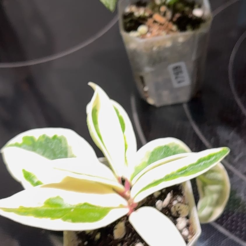 Photo of the plant species Hoya Suzie Q by @becksoasis13 named Cleo on Greg, the plant care app