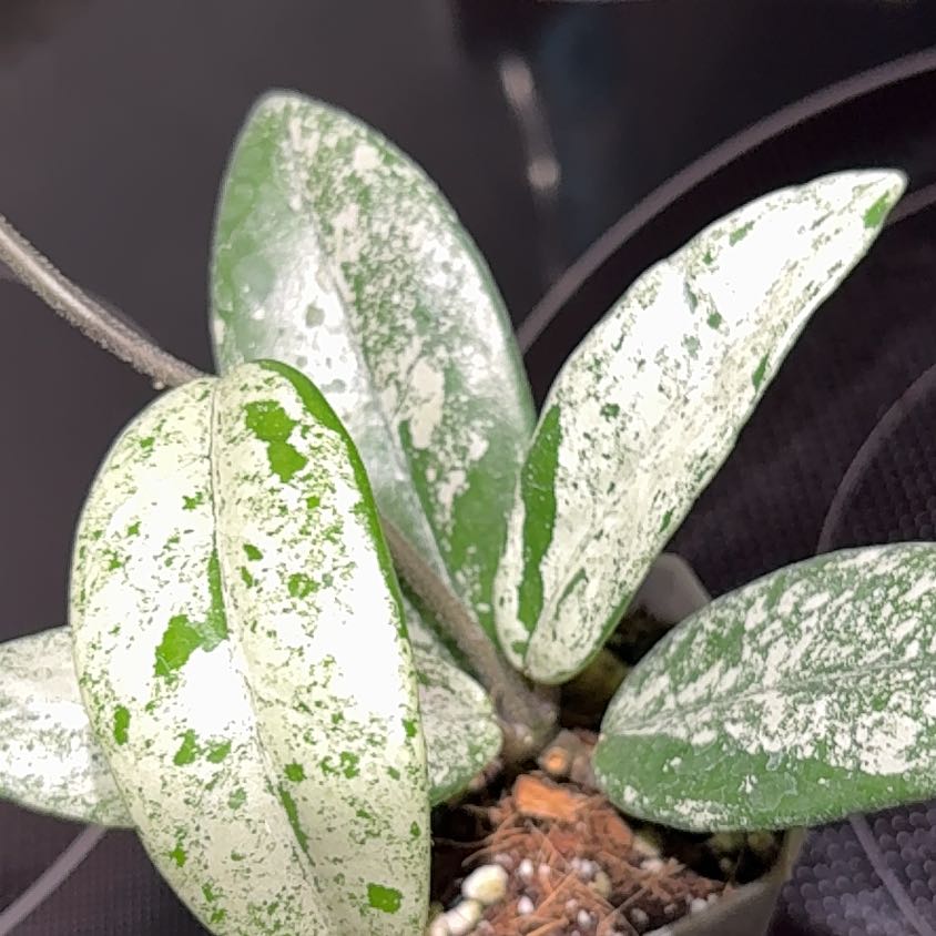 Photo of the plant species Hoya Carnosa 'Wilbur Graves' by @becksoasis13 named Bloom on Greg, the plant care app