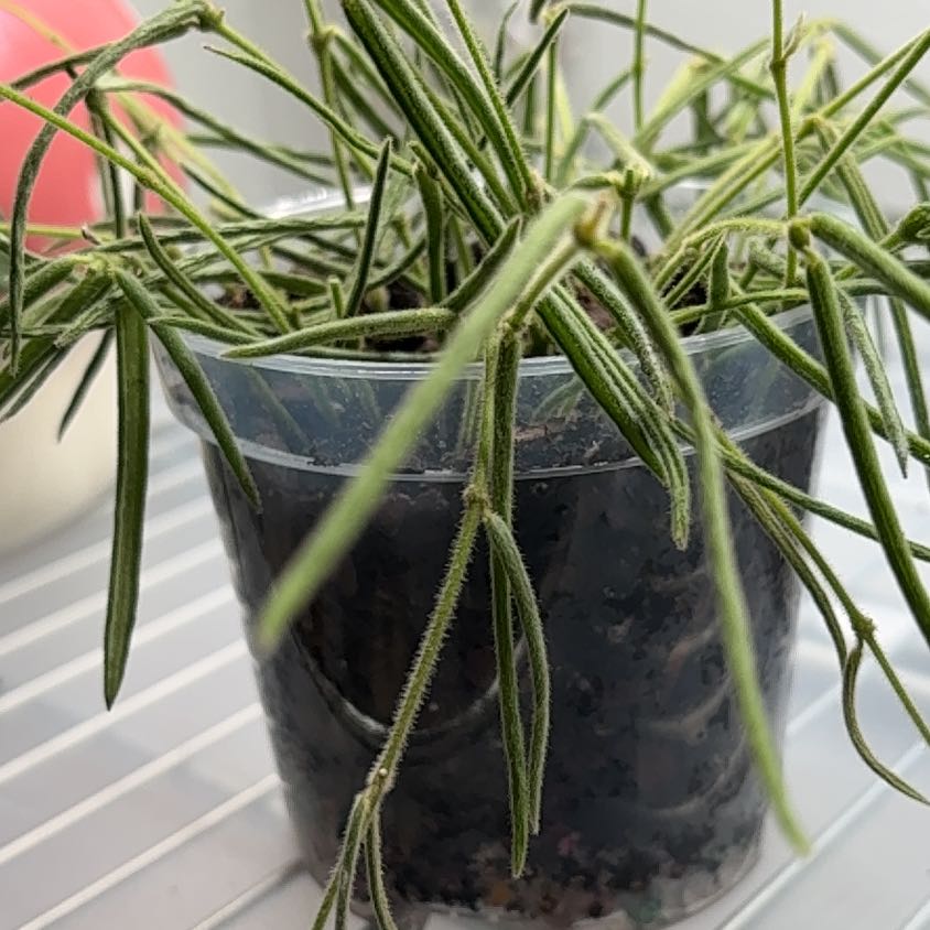 Photo of the plant species Wax Plant by @becksoasis13 named Athena on Greg, the plant care app