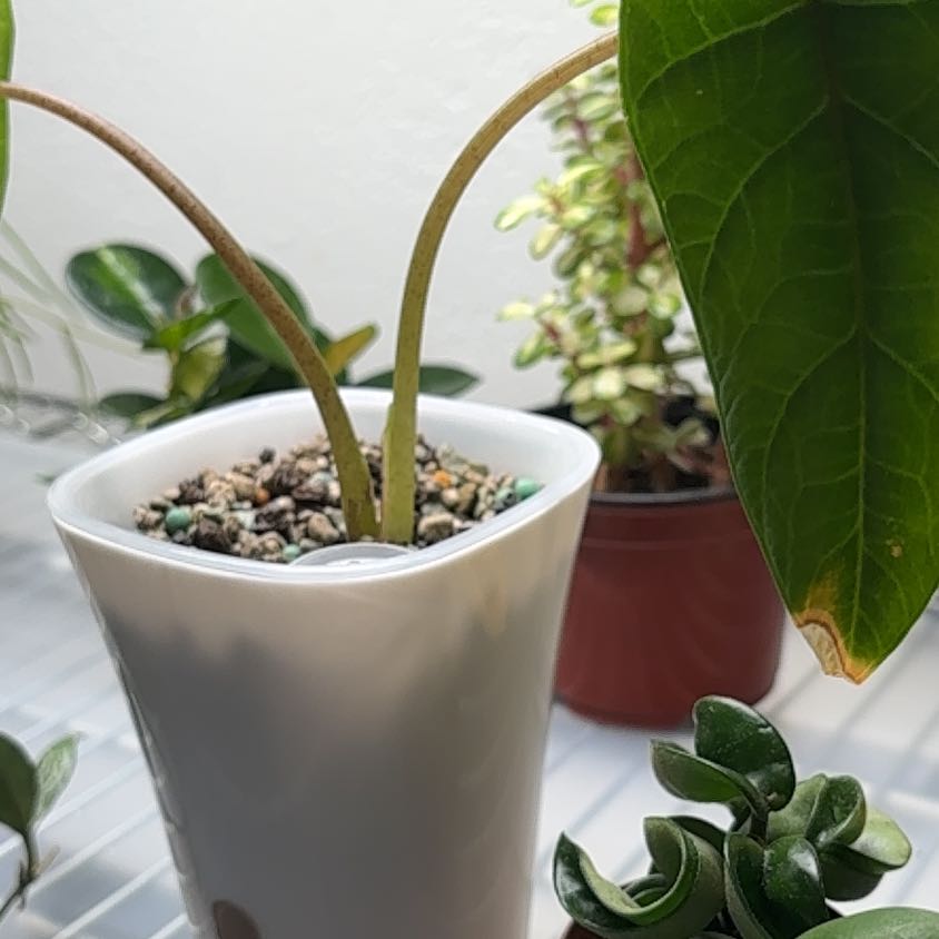 Photo of the plant species Alocasia Scalprum by @becksoasis13 named Eva on Greg, the plant care app