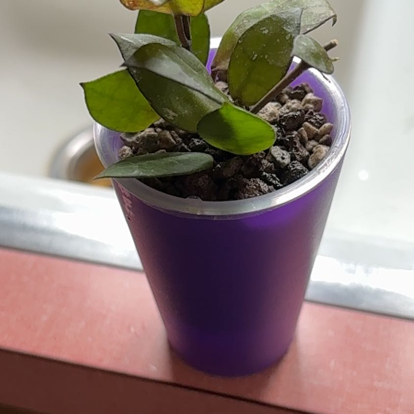 Photo of the plant species Hoya lacunosa 'Black Coin' by @becksoasis13 named Achilles on Greg, the plant care app