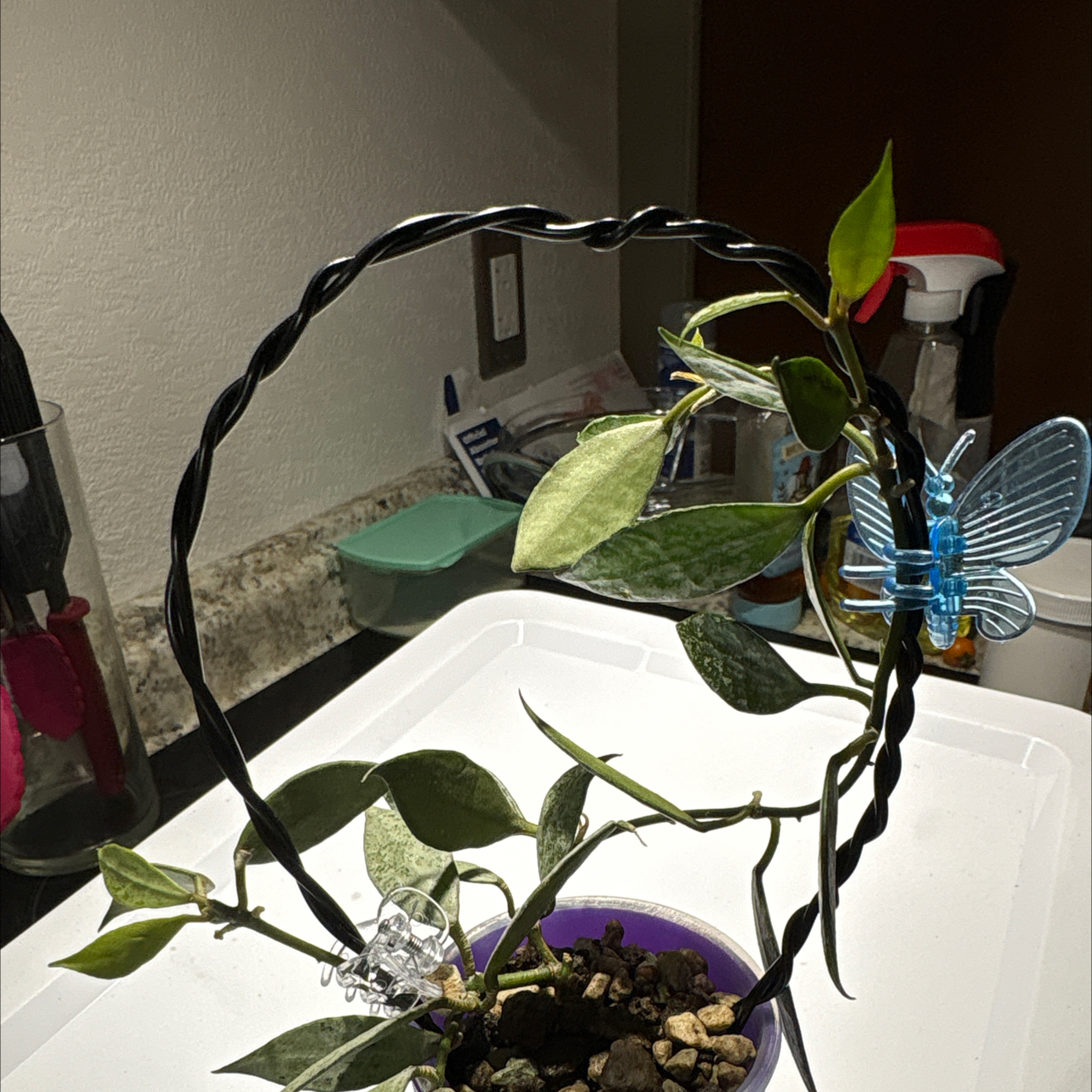 Photo of the plant species Lacunosa Silver Lime by @becksoasis13 named Marley on Greg, the plant care app