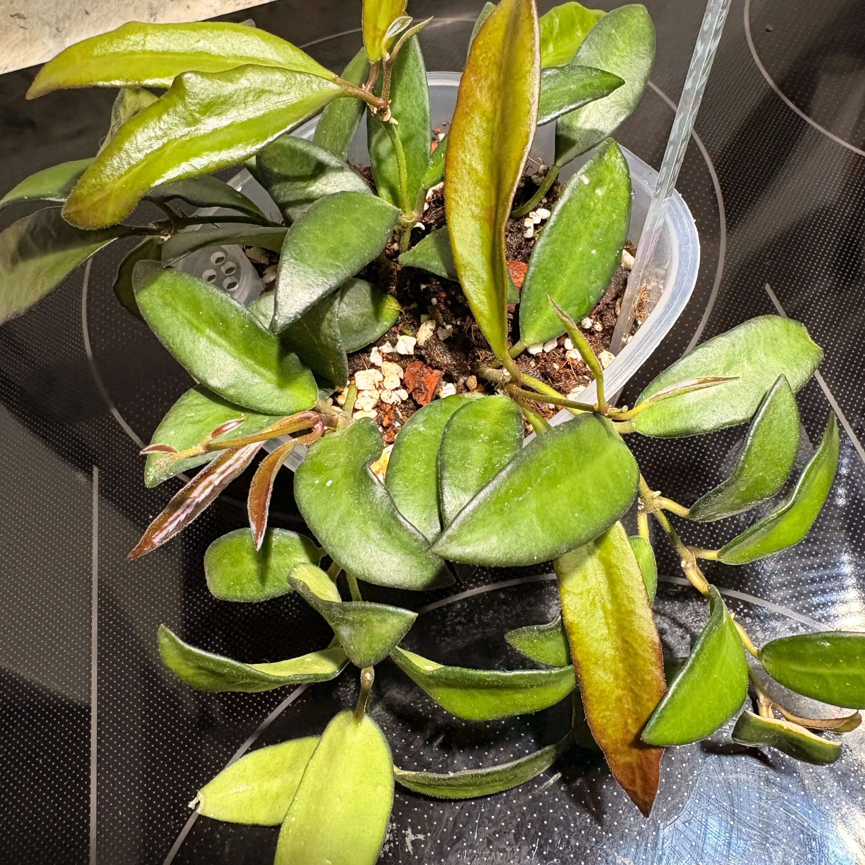 Photo of the plant species Hoya rosita 'Adrift' by @becksoasis13 named Luna on Greg, the plant care app