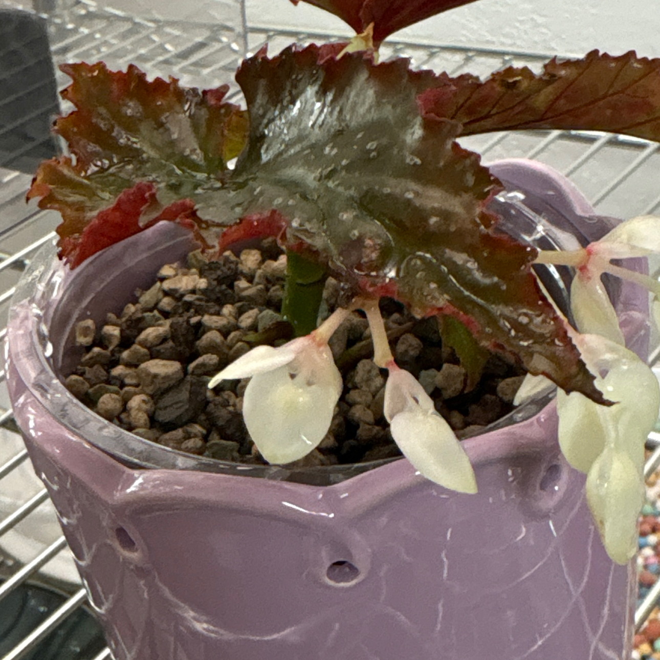 Photo of the plant species Polka Dot Begonia by @becksoasis13 named Fannie on Greg, the plant care app