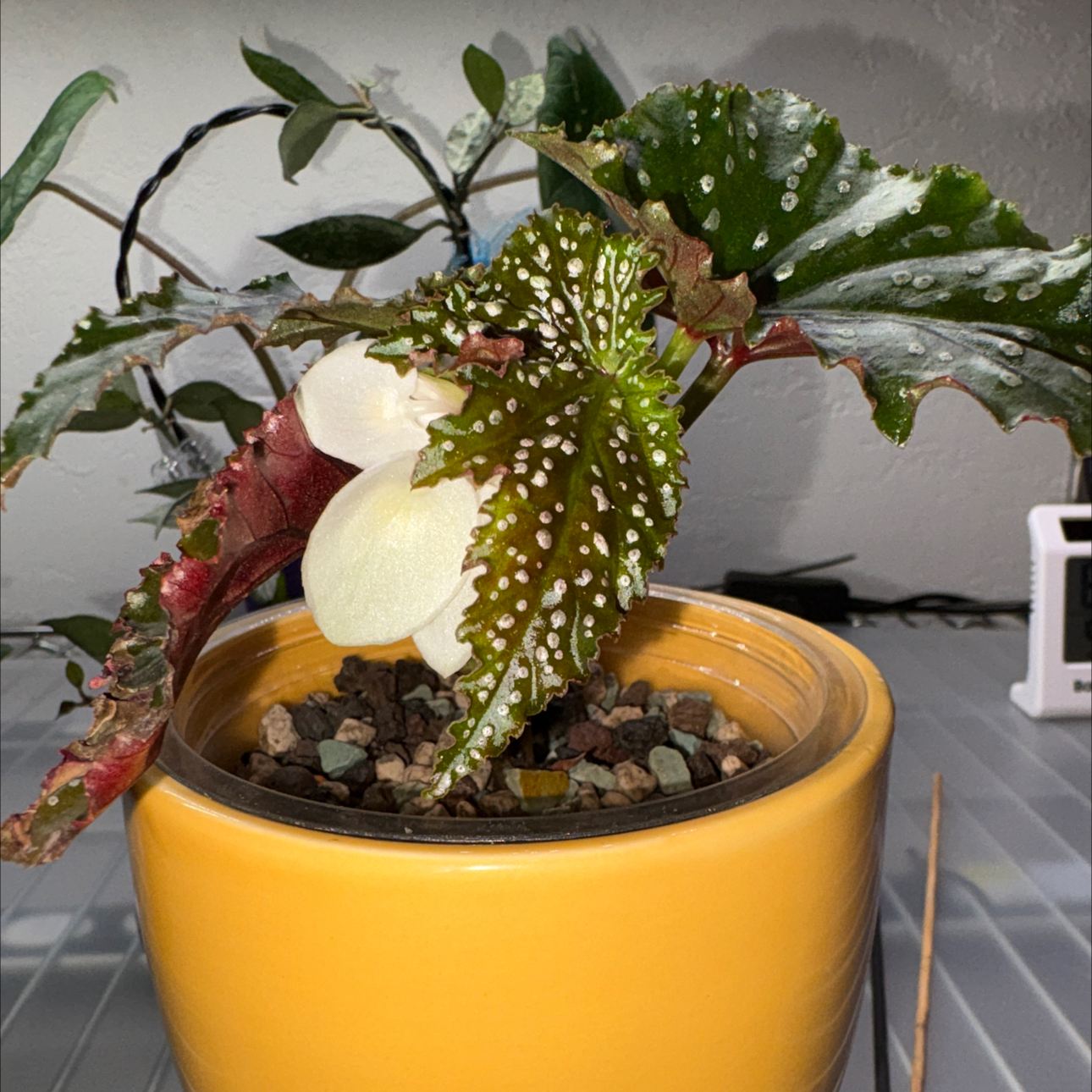 Photo of the plant species Polka Dot Begonia by @becksoasis13 named Fannie on Greg, the plant care app