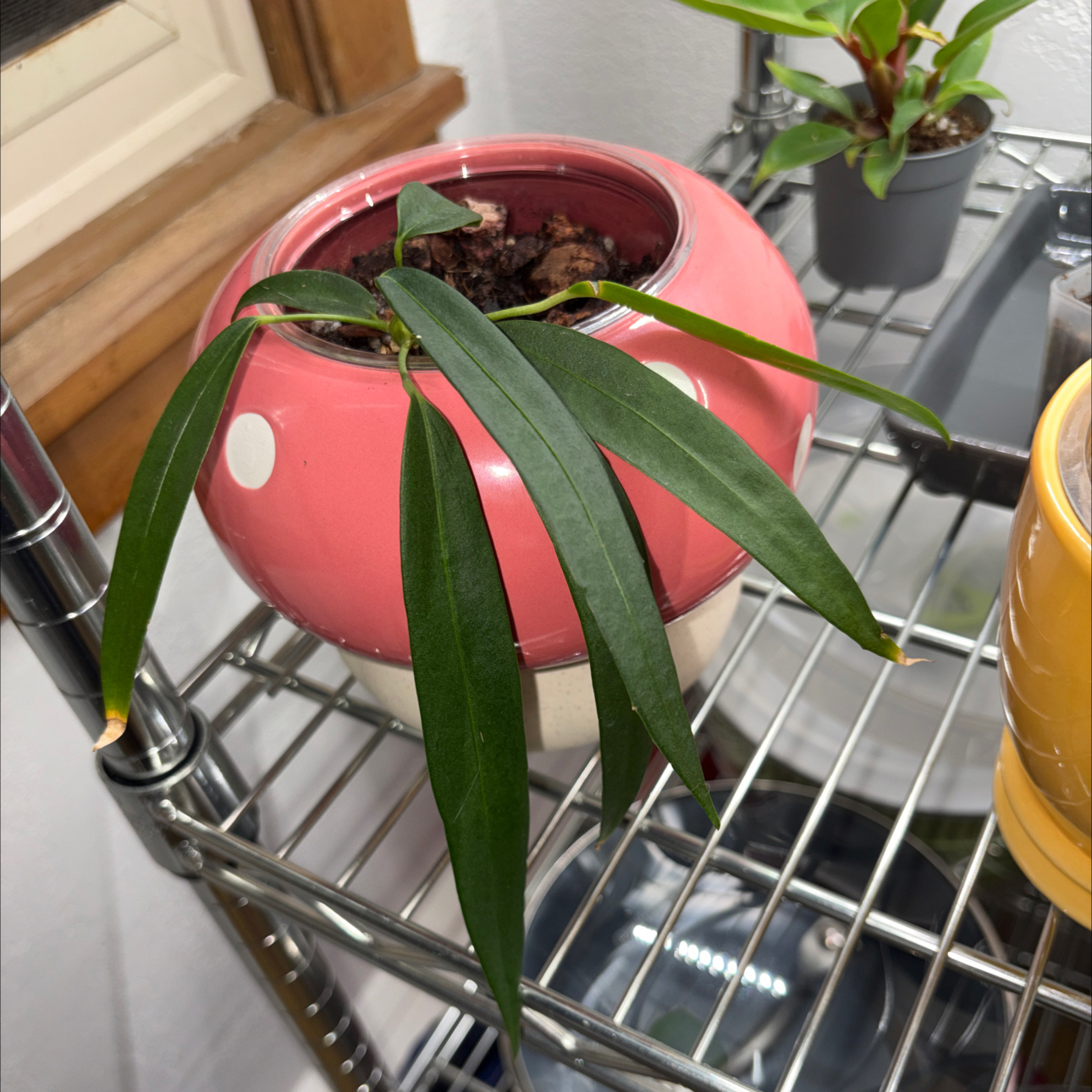 Photo of the plant species Anthurium Wendlingeri by @becksoasis13 named Ronaldo on Greg, the plant care app