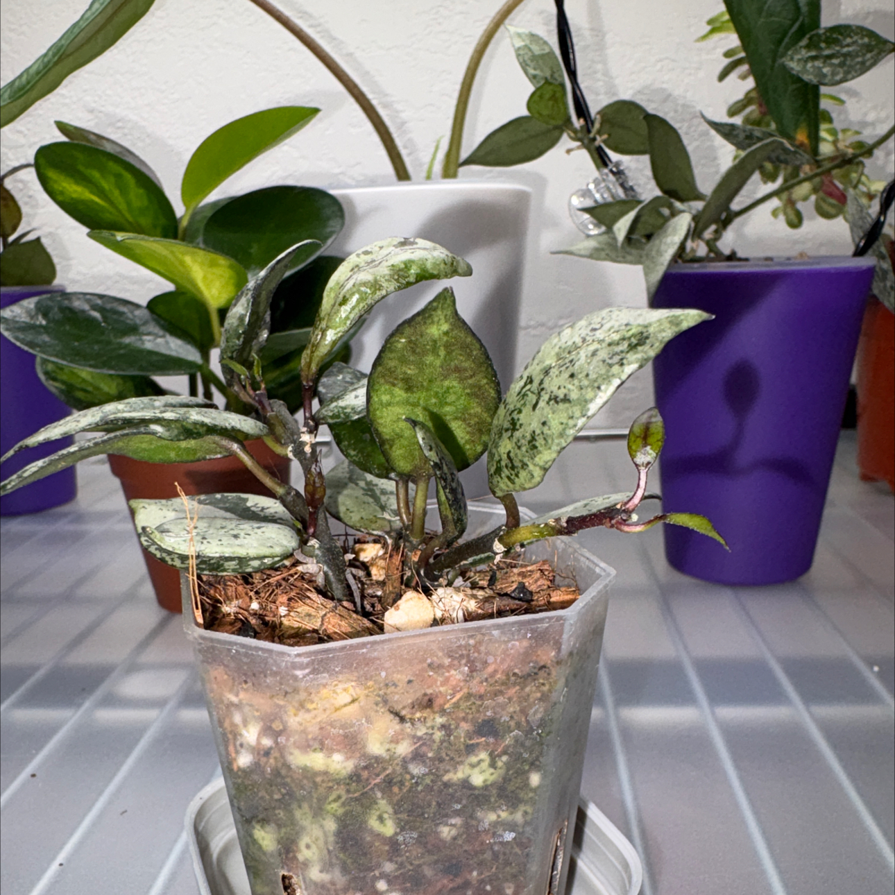 Photo of the plant species Hoya Lacunosa Violet by @becksoasis13 named Fig on Greg, the plant care app