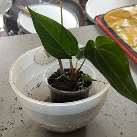 Photo of the plant species Anthurium papillaminum by @BackupIcarus57 named Bieber on Greg, the plant care app