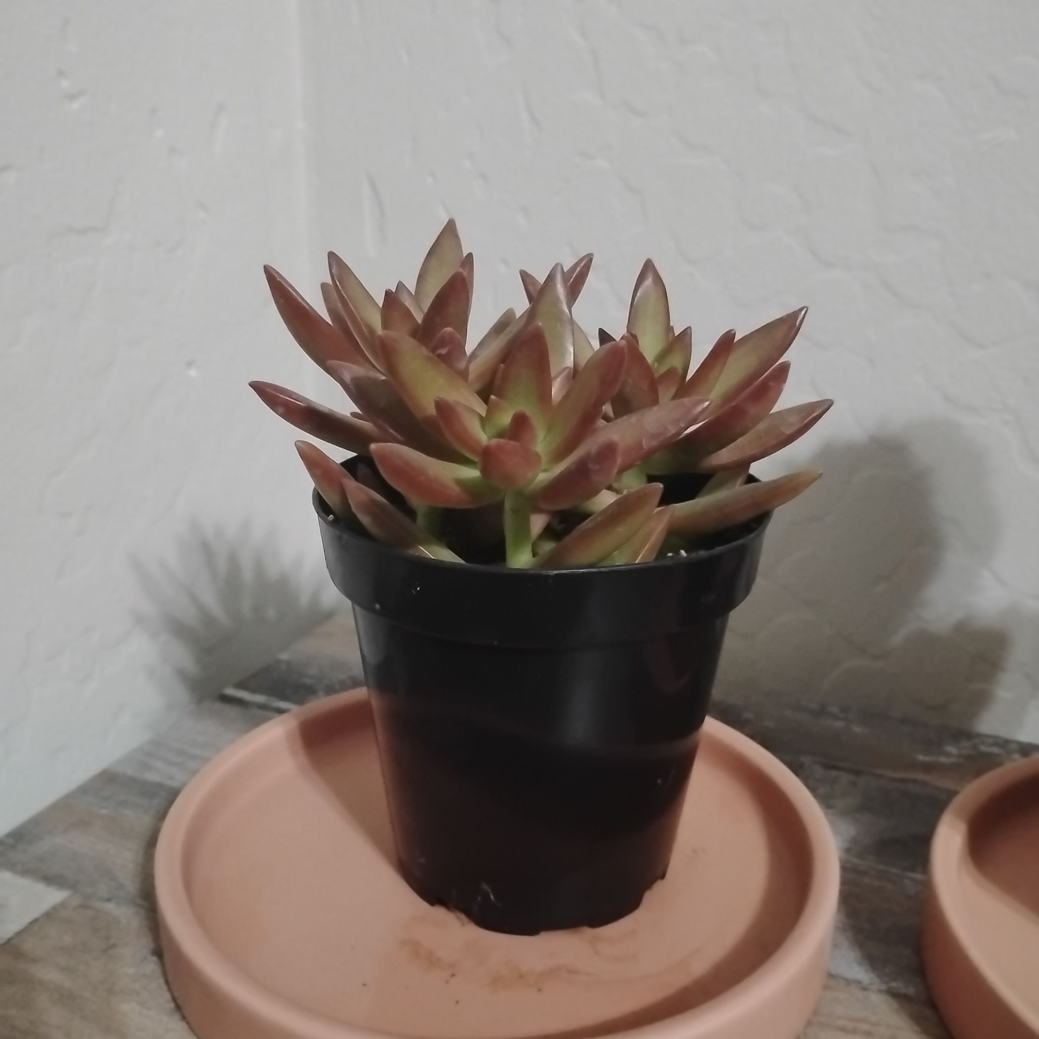 Photo of the plant species Sedum Adolphi by @DearPoisonivy38 named Sherlock on Greg, the plant care app