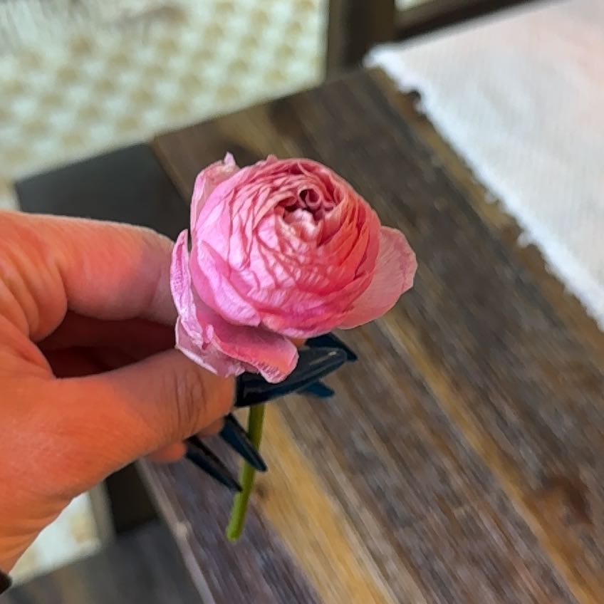 Photo of the plant species Persian Buttercup by @SageJade26 named Beyonce on Greg, the plant care app