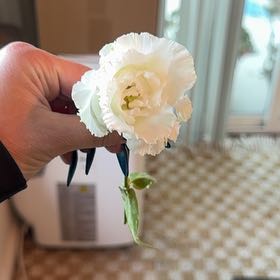 Photo of the plant species Border Carnation by @SageJade26 named Luna on Greg, the plant care app