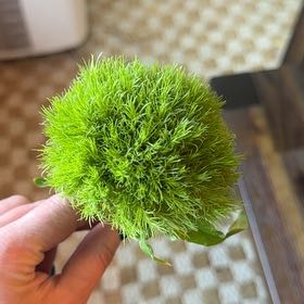 Photo of the plant species Large White-Moss by @SageJade26 named Daphne on Greg, the plant care app