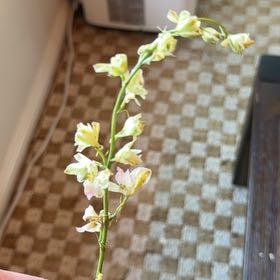 Photo of the plant species Coral Vine by @SageJade26 named Scarlett on Greg, the plant care app