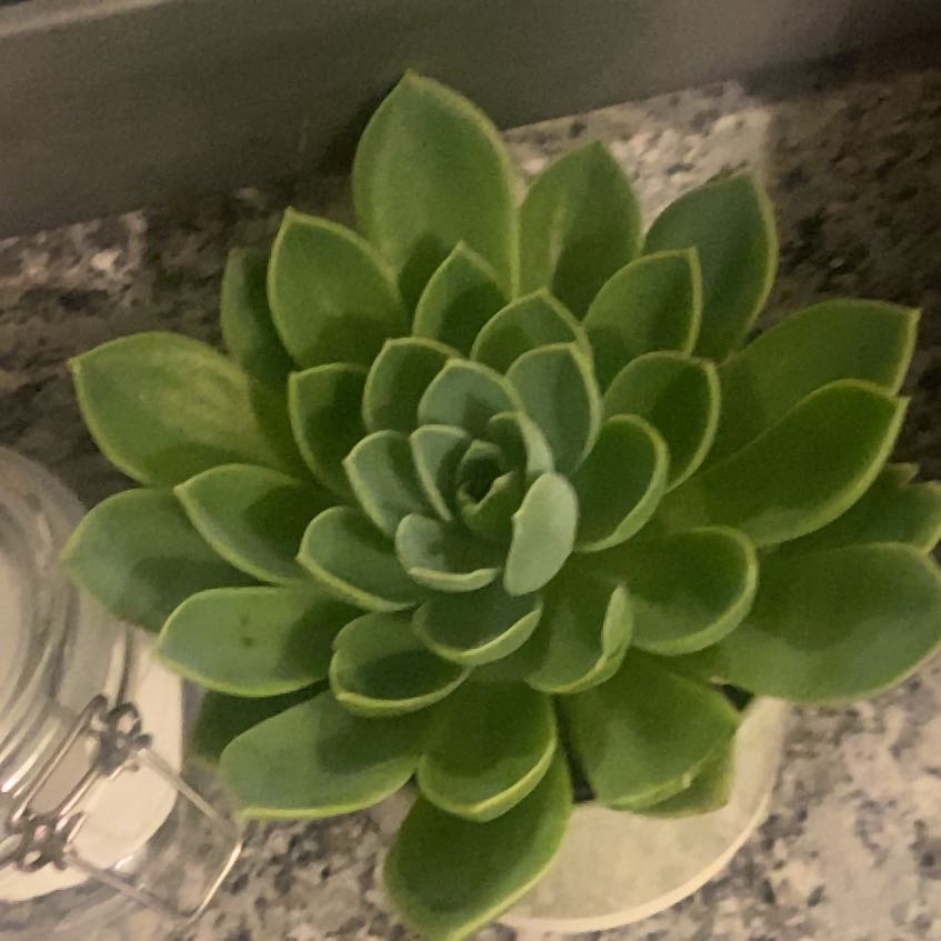 Photo of the plant species Echeveria Hybrid by @WillVelvetash52 named Oscar on Greg, the plant care app