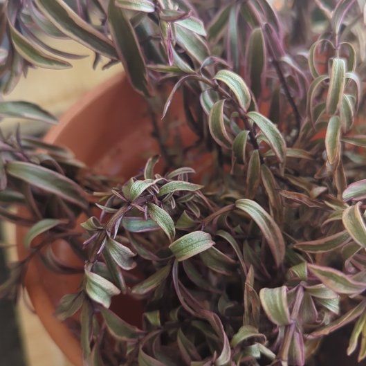 Photo of the plant species Hebe by @PurelyPapaya91 named Madonna on Greg, the plant care app