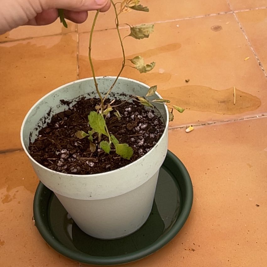 Photo of the plant species Common Verbena by @Skayna_miew named Venía on Greg, the plant care app