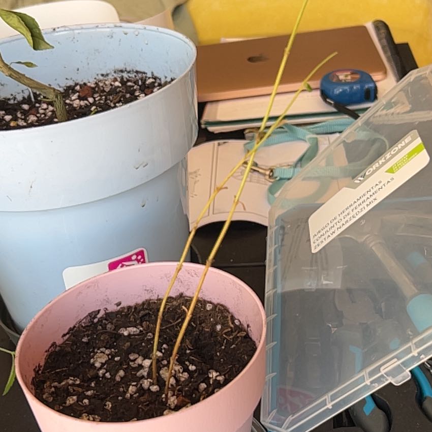 Photo of the plant species Common Verbena by @Skayna_miew named Vera on Greg, the plant care app