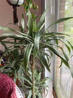 Dracaena "Warneckii' plant