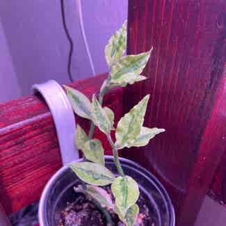 Vairegated Euphorbia Tithymaloides plant in Gainesville, Florida