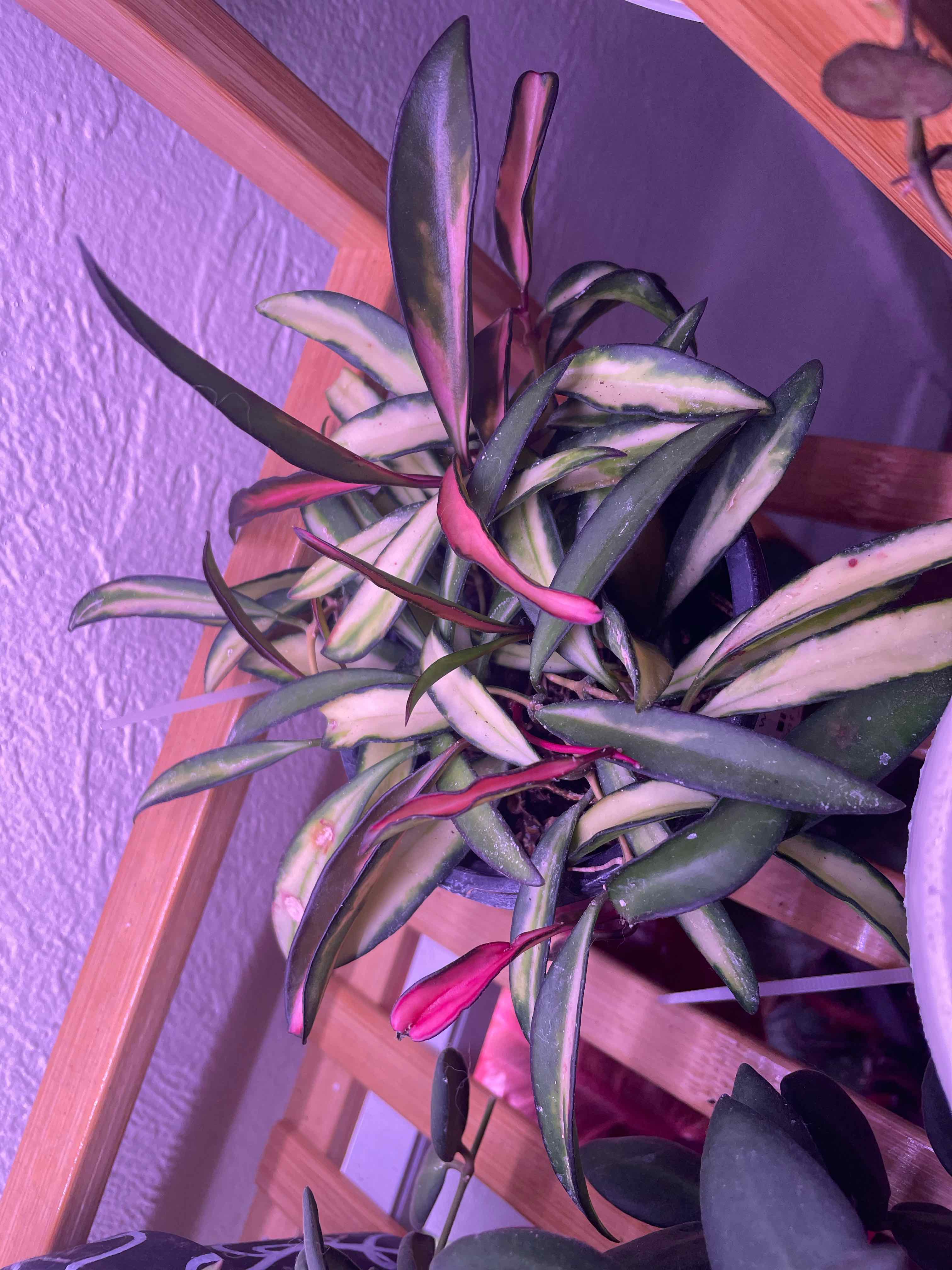 Variegated Hoya wayetii plant with elongated green and cream leaves, appears healthy.