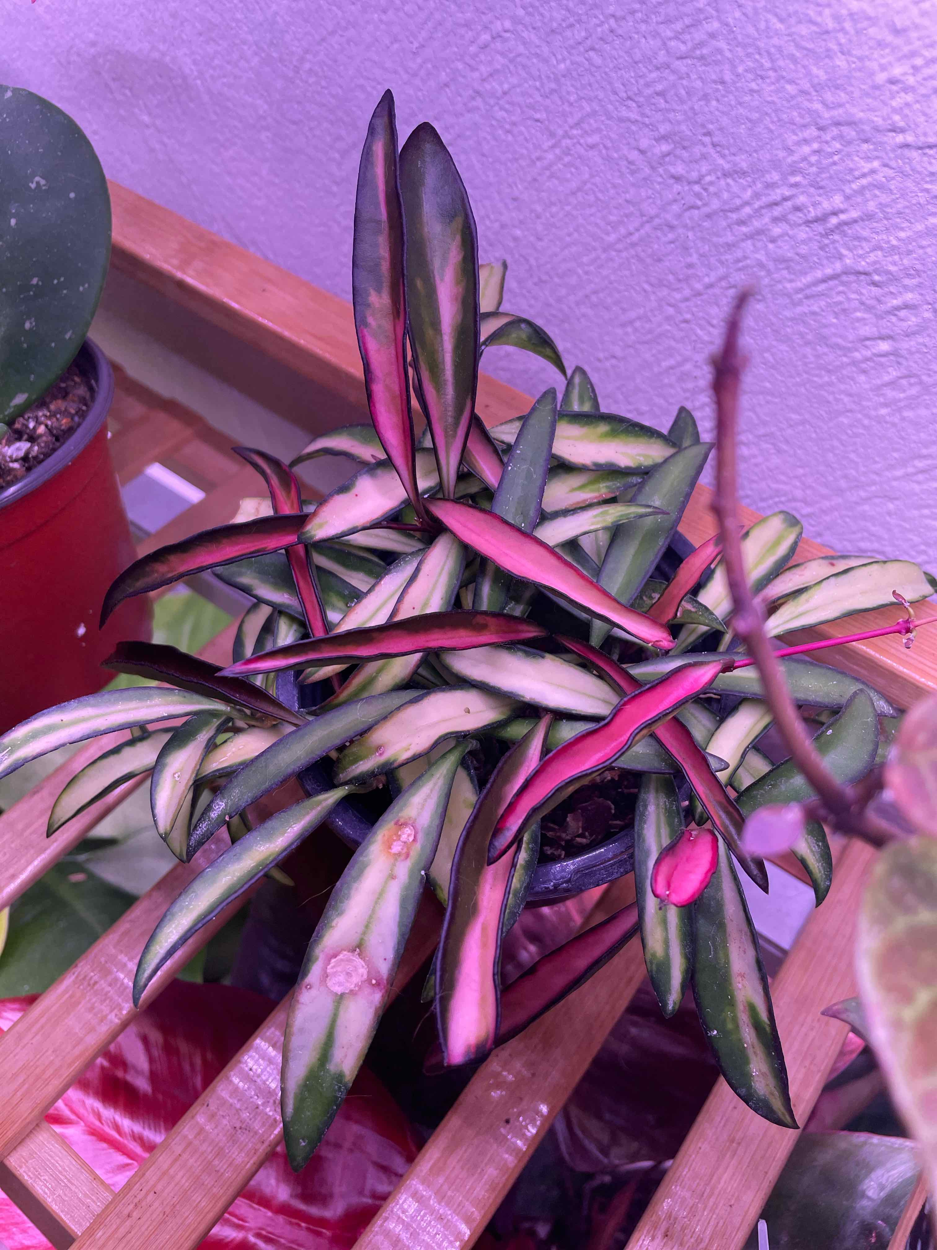 Variegated Hoya wayetii plant with green and pink leaves, some browning and black spots visible.