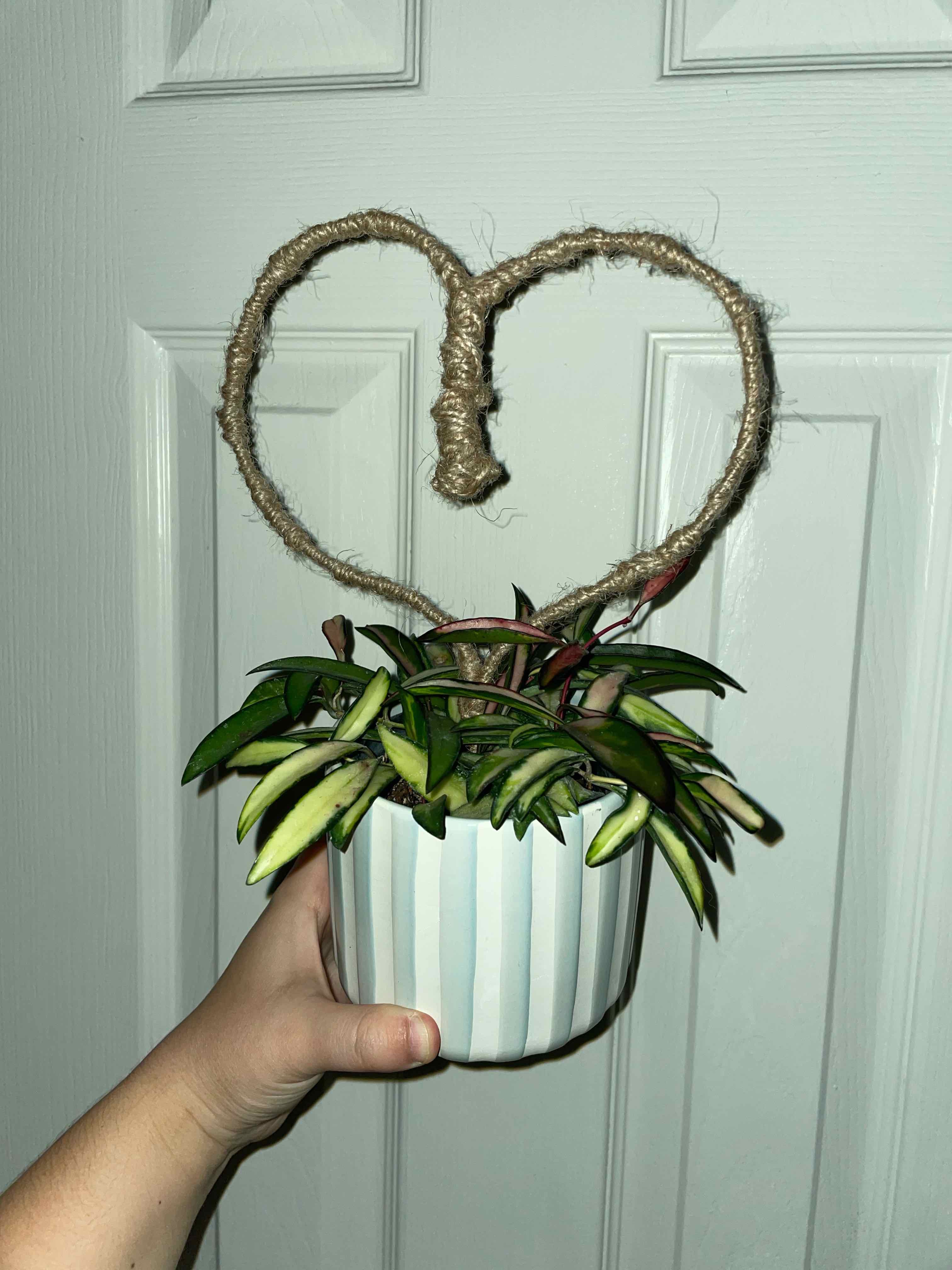 Variegated Hoya wayetii plant in a white pot, held by a hand.