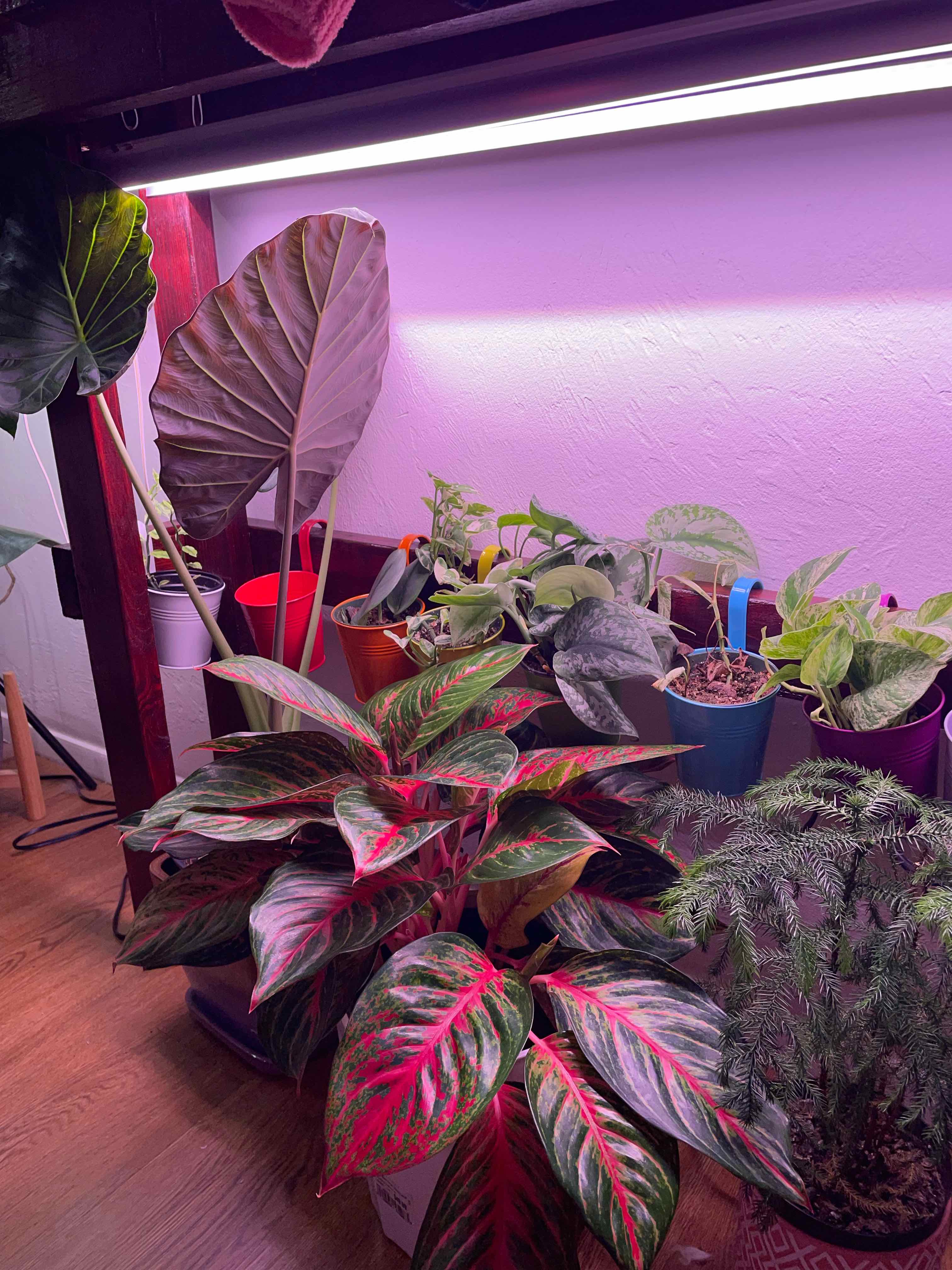 Plant care for Bamboo Orchid on Greg, the plant care app