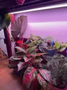 Plant care for lemon verbena on Greg, the plant care app