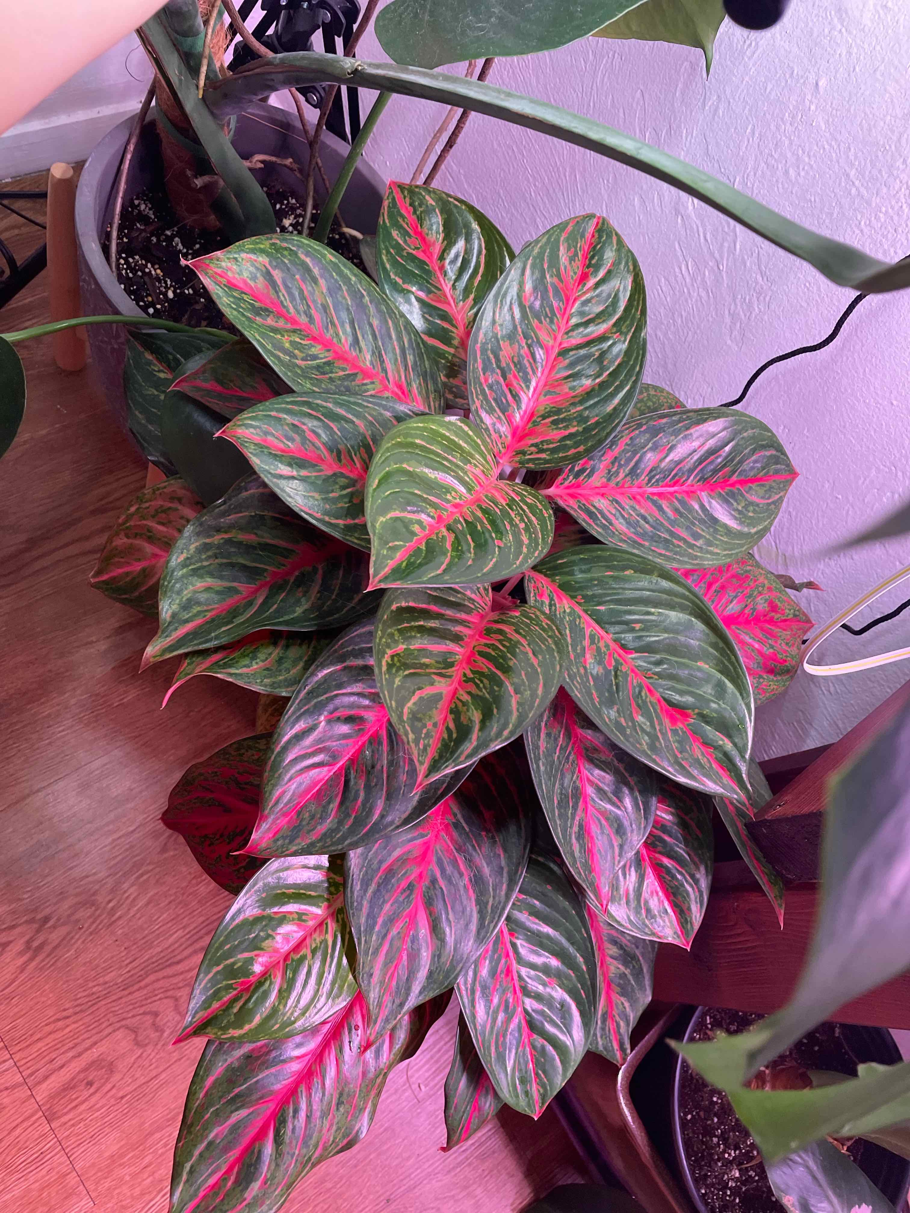 Photo of the plant species Chinese Evergreen 'Garnet Coltrane' by @sierrac named Aglaonema Garnet Coltrane on Greg, the plant care app